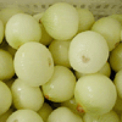 Chinese Fresh Onion(red onion, yellow onion) -