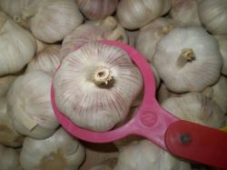 Sell Normal White Garlic 2013 Jinxiang Crop