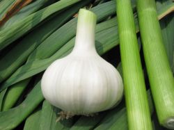 Fresh White Garlic - (organic , Spicy And Health)