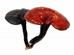 Reishi Extract