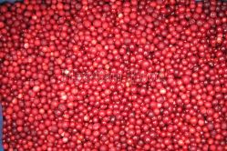 Iqf Lingonberry