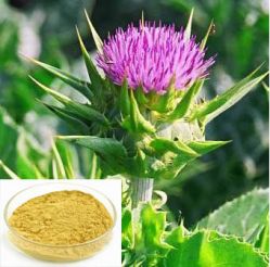 Milk Thistle Extract