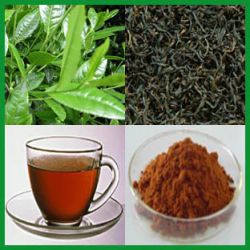 Instant Black Tea Powder