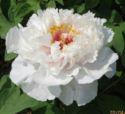 sell tree peony 