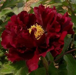 Tree Peony