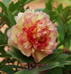 Tree Peony