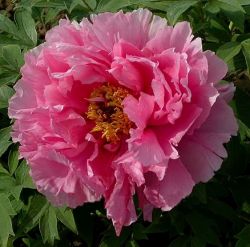 Tree Peony