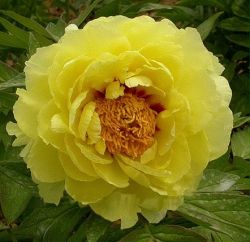 Tree Peony