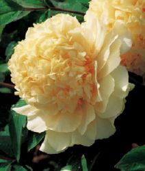 Sell tree peony 