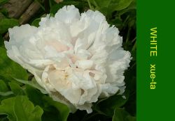 sell tree peony