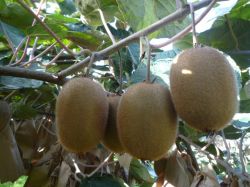 supplying green kiwi