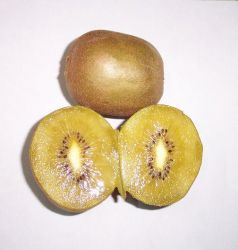 supplying the golden kiwi