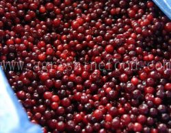 IQF Lingonberry or Frozen Lingonberry