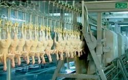 chicken slaughter machine 
