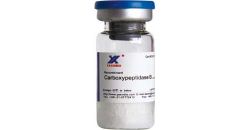 Carboxypeptidase B,Recombinant Carboxypeptidase B 