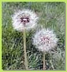 Dandelion Extract