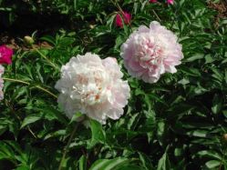 Supply Herbaceous peony  pink