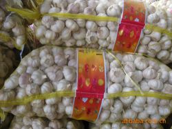 Garlic For Export