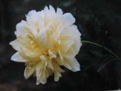 Herbaceous peony  yellow   