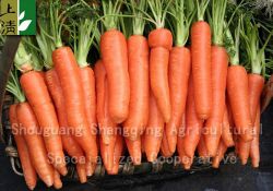 fresh new carrot 