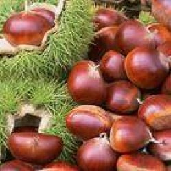 chestnut