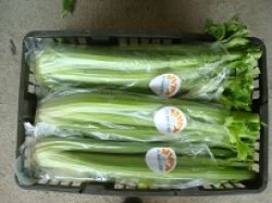 fresh celery