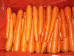 fresh carrot