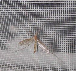 Mosquito Screen