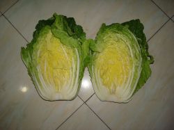 fresh china cabbage