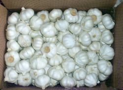 pure white garlic