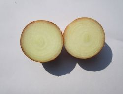 New Crop Fresh  Onion