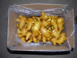 chinese fresh ginger 