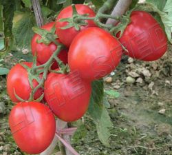  Tylcv Tolerance Tomato Seeds Int-11-065