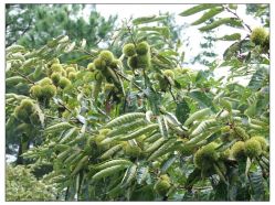 2012 Grade A Tangshan fresh chestnut