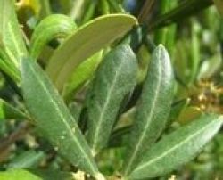 Skinc care Olive leaves extract manufacture