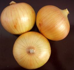 Fresh Yellwo Onion