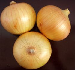 fresh yellwo onion