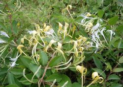 HoneySuchle Flowers Extract