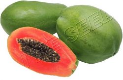 Papaya 712 (tolerant To Ring Spot Virus)