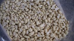 sell blanched peanut