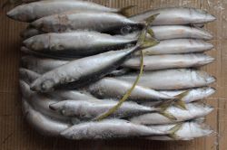 200-300g Frozen W/r Mackerel Hot Sale