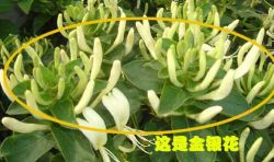 HoneySuchle Flowers Extract