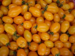 sell fresh yellow cherry tomatoes