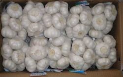 pure white garlic 500g/mesh bag 10kg/carton