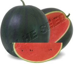 Watermelon Kyling 175