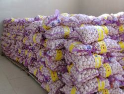 china garlic 10kg/mesh bag