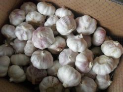 Chinese Normal White Garlic 10kg/carton
