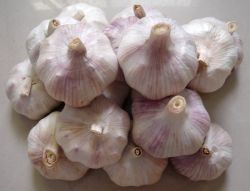 China Garlic