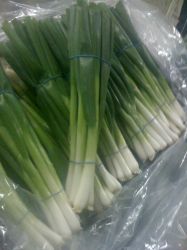 sell spring onion