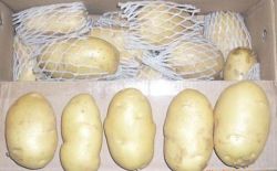 New Crop Fresh Potato